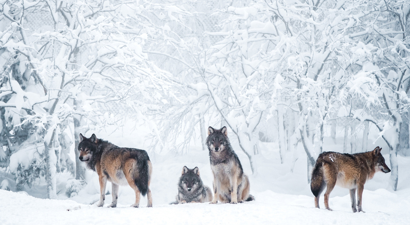Several wolves standing together with their heads sticking into multiple directions in winter woods